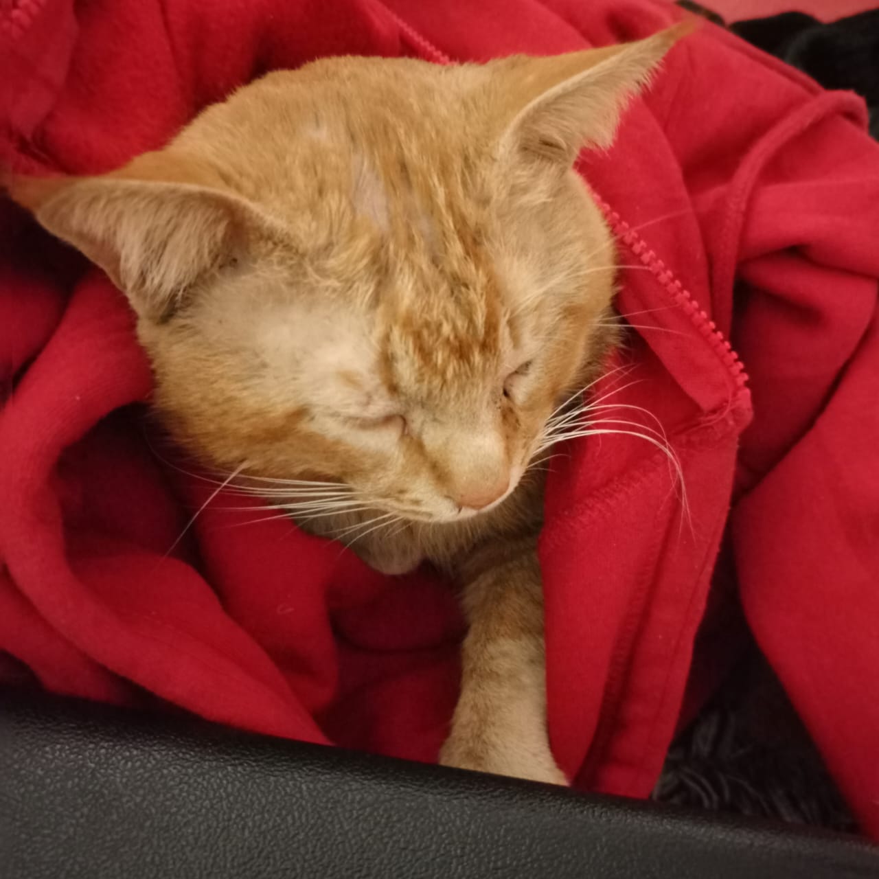 Simba the Pet